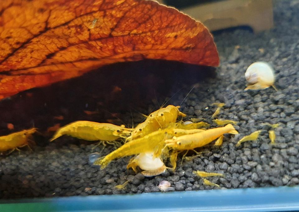 Neocaridina Yellow Fire Neon Stripe Garnelen in Bochum