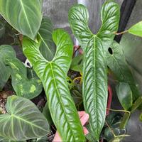 Anthurium Bullatus „Narrow“ Frankfurt am Main - Eschersheim Vorschau