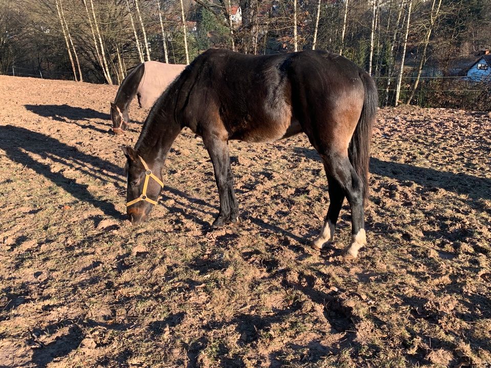 Prämierter Holsteiner Hengst (von 2022) Diarado x Central Park in Suhl