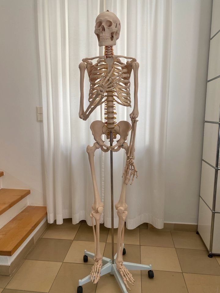 Menschliches Skelettmodell, lebensgroß ca. 180cm, in München