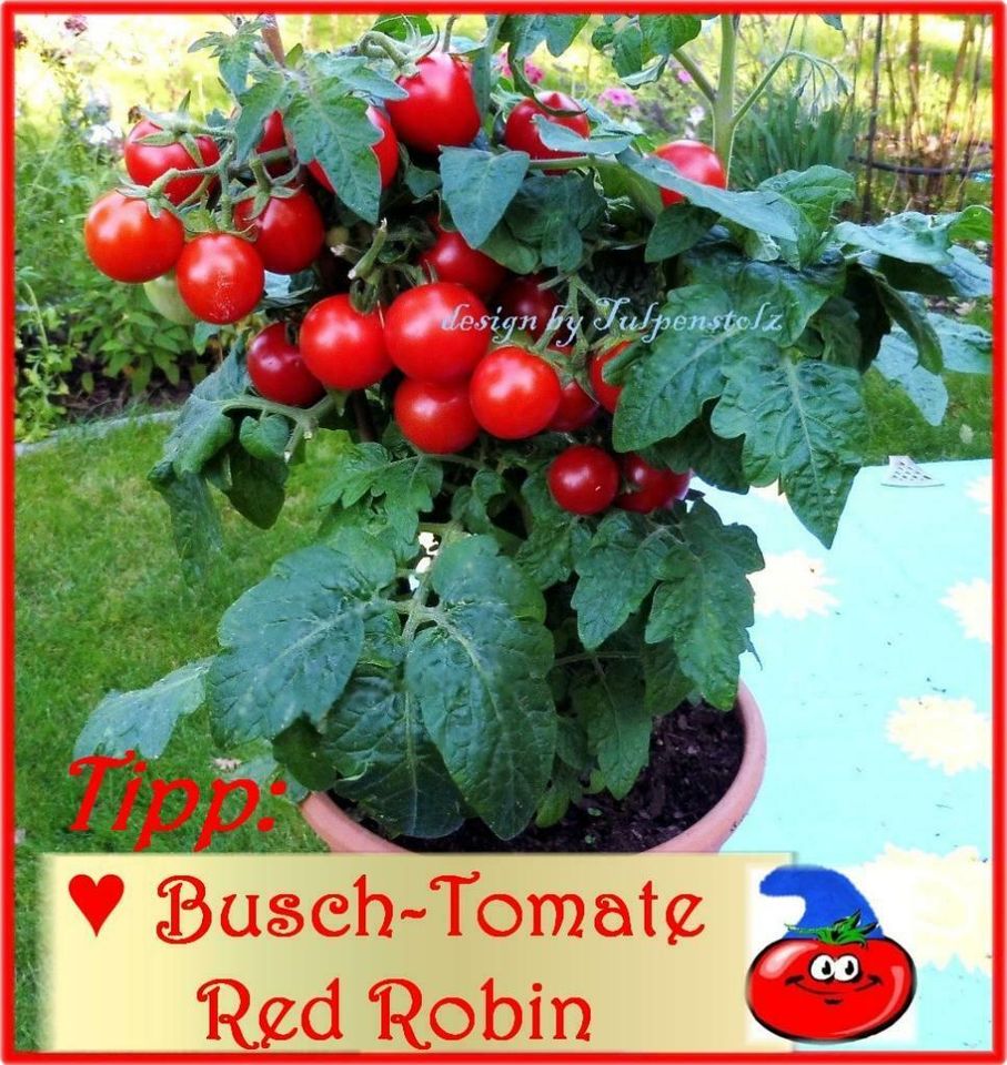 ♥ Tomaten Kleiner Herzensbrecher Samen Garten Rarität Alte Sorte in Hamburg