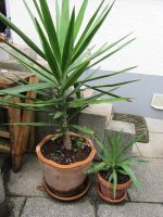 Yucca Palme Baden-Württemberg - Gutach Vorschau