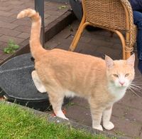 Kater vermisst Flensburg - Fruerlund Vorschau