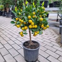 Calamondin Orange Citrus Mitis +/-60cm Mandarine x Kumquat Nordrhein-Westfalen - Oberhausen Vorschau