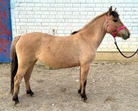 Pony zum selber ausbilden Baden-Württemberg - Königsbronn Vorschau
