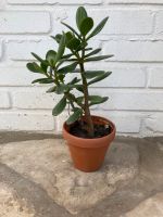 Pflanze mit Tontopf „Geldbaum“ Gattung Dickblatt Nordrhein-Westfalen - Krefeld Vorschau