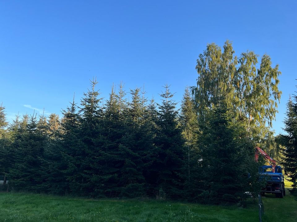 Weihnachtsbäume Weihnachtsbaum Nordmanntanne Tanne in Großröhrsdorf