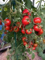 Tomatensamen⭐️tolle Sorten⭐️keine Hybriden⭐️ Bayern - Konradsreuth Vorschau