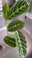 Maranta Lemon Lime Niedersachsen - Ronnenberg Vorschau