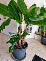 Bananenpalme Zimmerpflanze Hessen - Mörfelden-Walldorf Vorschau