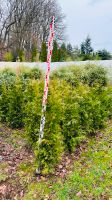 Thuja occ. Brabant-Lebensbaum 80 cm bis 10 m in Baumschulqualität Nordrhein-Westfalen - Velbert Vorschau