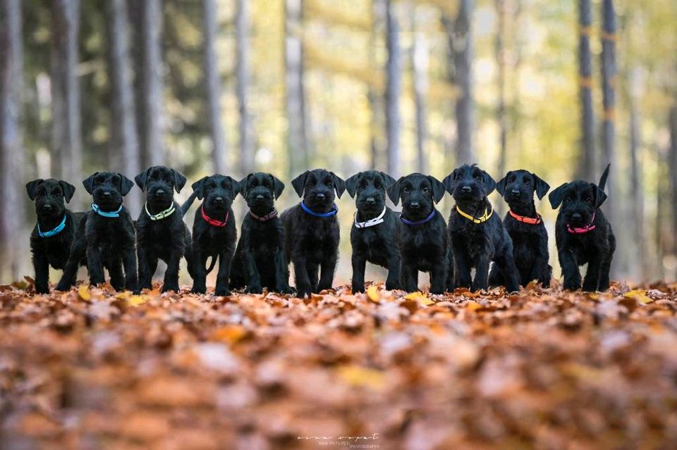 Riesenschnauzerwelpen schwarz Kör&Leistungszucht Riesenschnauzer in Alsdorf