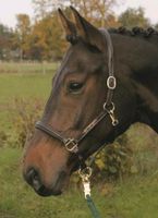 Hans Melzer Halfter Sahrendorf braun/messing Pony Neu Hessen - Schwalmstadt Vorschau