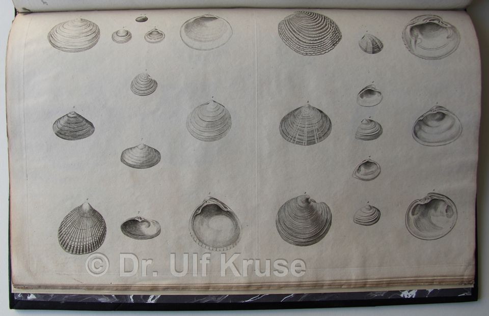Pulteney Catalogues of the birds, shells [...] Dorsetshire (1813) in Kiel