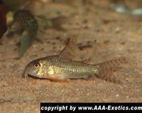 Corydoras gryphus CW024 Bayern - Raubling Vorschau