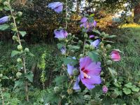 Hibiskus Winterhart in verschiedenen Farben und Größen Baden-Württemberg - Gottenheim Vorschau