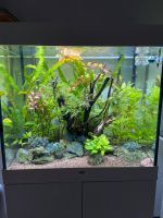 Juwel Lido 200l Aquarium München - Allach-Untermenzing Vorschau