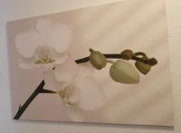 Wandbild weiße Orchidee auf MDF 60x90cm Berlin - Tempelhof Vorschau