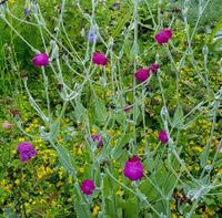 Vexiernelke Lichtnelke + Flockenblume winterharte Staude + Samen Leipzig - Großzschocher Vorschau