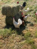 Heuballen aus verschiedenen Ernten Sachsen - Claußnitz Vorschau