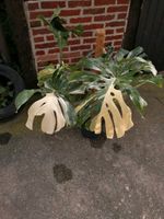 Monstera Thai Constellation Pflanze Panaschierung Variegata Münster (Westfalen) - Wienburg Vorschau