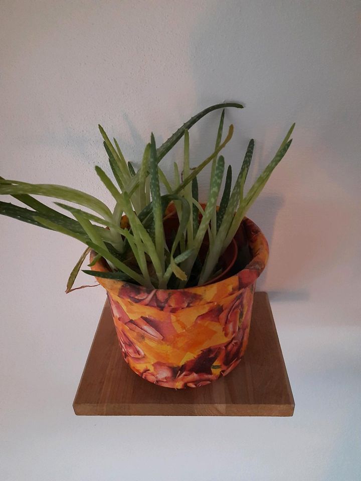 Aloe Vera Pflanze mit vielen Kindel in Fellbach