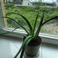 Aloe Vera Pflanze Bayern - Pfarrkirchen Vorschau