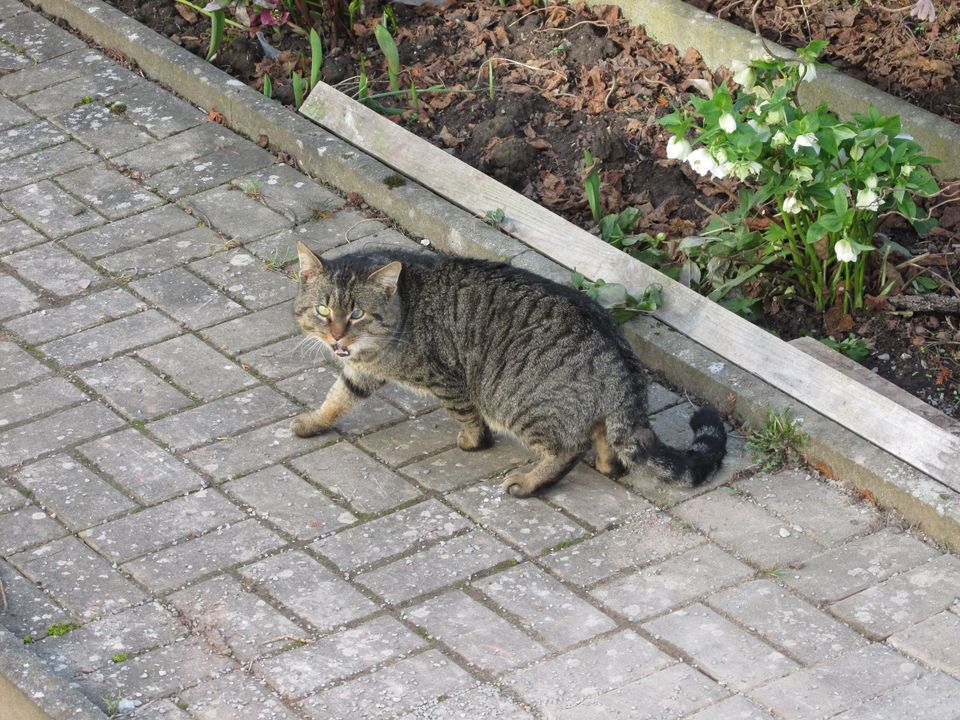 Kater zu Gast in Krauthausen