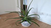 XXL Aloe Vera inkl. Übertopf | 80cm hoch & breit Köln - Raderberg Vorschau