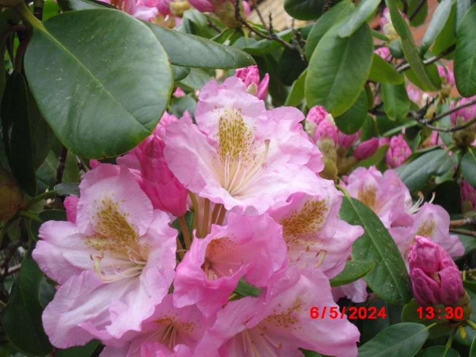 Rhododendron Rhodo Kübel Pflanze Blüten Traum in Hasselfelde