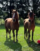 2 tolle Pony Stuten Niedersachsen - Osterholz-Scharmbeck Vorschau