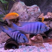 Placidochromis elekctra Baden-Württemberg - Achstetten Vorschau