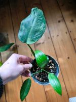 Philodendron Jose buono Zimmerpflanze Nordrhein-Westfalen - Herne Vorschau