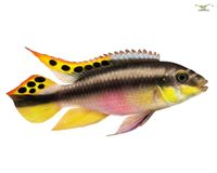 Purpurprachtbarsch - Pelvicachromis Pulver Nordrhein-Westfalen - Wiehl Vorschau