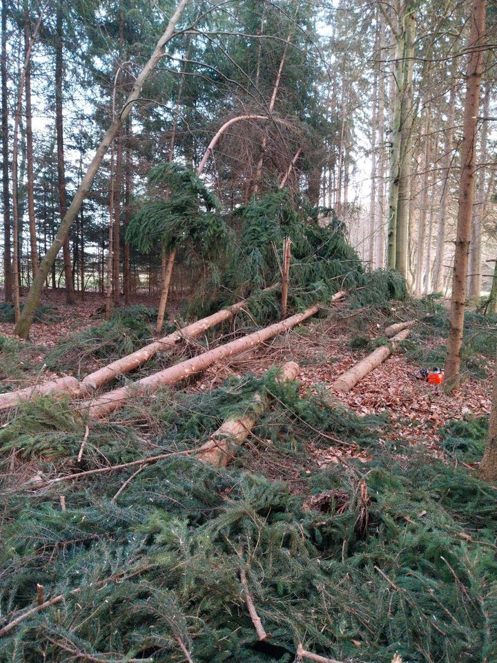 Waldpflege Durchforstung Sturmwurf Schneebruch in Haar