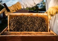 Bienenvölker Zander zu verkaufen Rheinland-Pfalz - Rheinböllen Vorschau