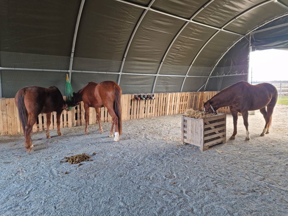 NUTZTIERHALLE - Landwirtschaft Bauernhof Tierhaltung Viehzucht Weidezelt Tierstall Gehege Unterstand Schutz Leichtbauhalle Überdachung Reithalle Pferdestall Rühe Rinder Hühner Enten Ziegen Schafe neu in Hamburg