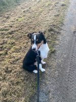 Border Collie Niedersachsen - Hinte Vorschau