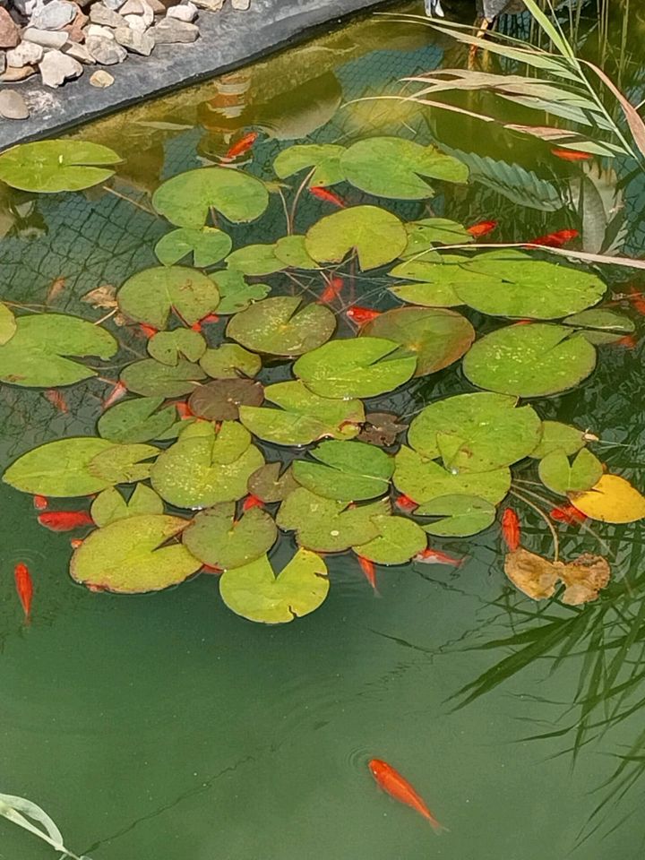 Teich/Goldfische in Salzkotten