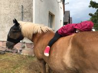 Tiergestützte Therapie (Pferd) Thüringen - Bad Frankenhausen/Kyffhäuser Vorschau