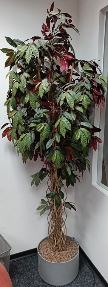 hochwertige Kunstpflanze grün-rot 210cm Focus Benjamin mit Topf in Hamburg