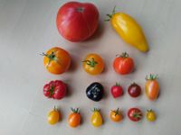 bis 3. Mai Bio Tomatenpflanzen Paprikapflanzen verschied. Sorten Eimsbüttel - Hamburg Schnelsen Vorschau