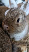 Kaninchenbabys Riesen Widder Mix ❤️ geb.01.03.24 Niedersachsen - Norden Vorschau