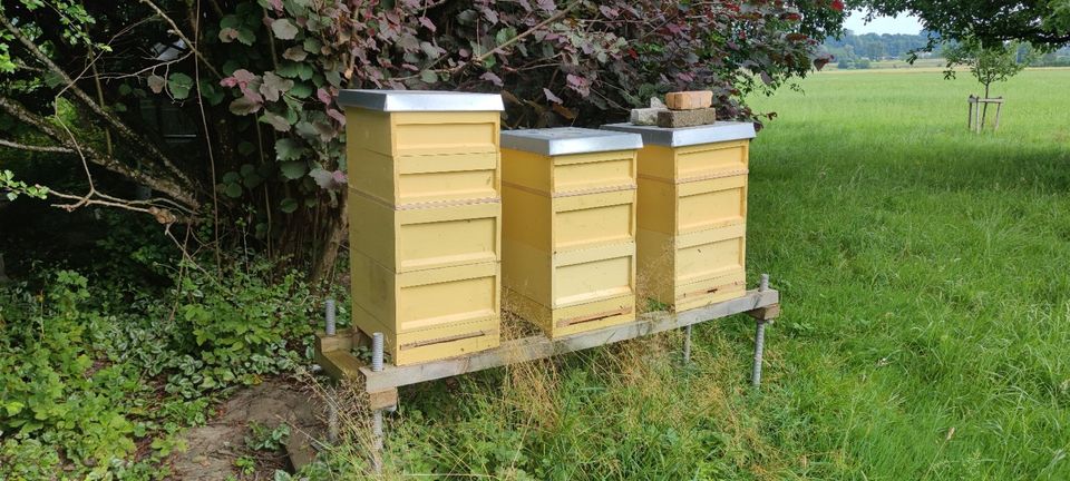 Suche Rapsfeld / Obstplantage für Bienen Imkerei in Schechen