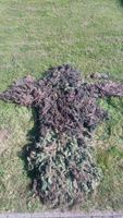 Ghillie Suit - Selbsgemacht - Preis VB Schleswig-Holstein - Mildstedt Vorschau