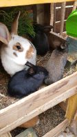 Kaninchen abzugeben, Hasen, bunte Mischung Sachsen - Riesa Vorschau