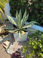 Agave inklusive Umtopf zu verkaufen Nordrhein-Westfalen - Schloß Holte-Stukenbrock Vorschau