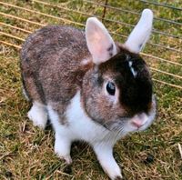 Löffelohr Rammler Kaninchen (kleinste Kaninchenrasse) Bayern - Mitwitz Vorschau