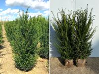 Taxus baccata Eibe (Gemeine Eibe) | Bayernhecke` Baden-Württemberg - Ingoldingen Vorschau