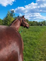 Pferd sucht Pflegebeteilung Hessen - Offenbach Vorschau